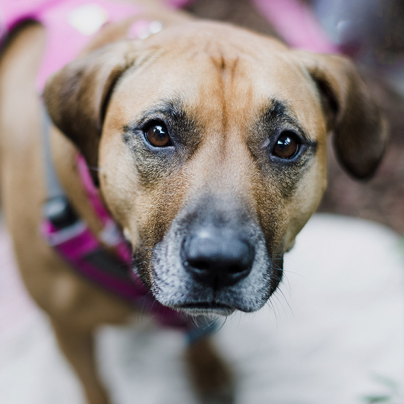 CARA dog image