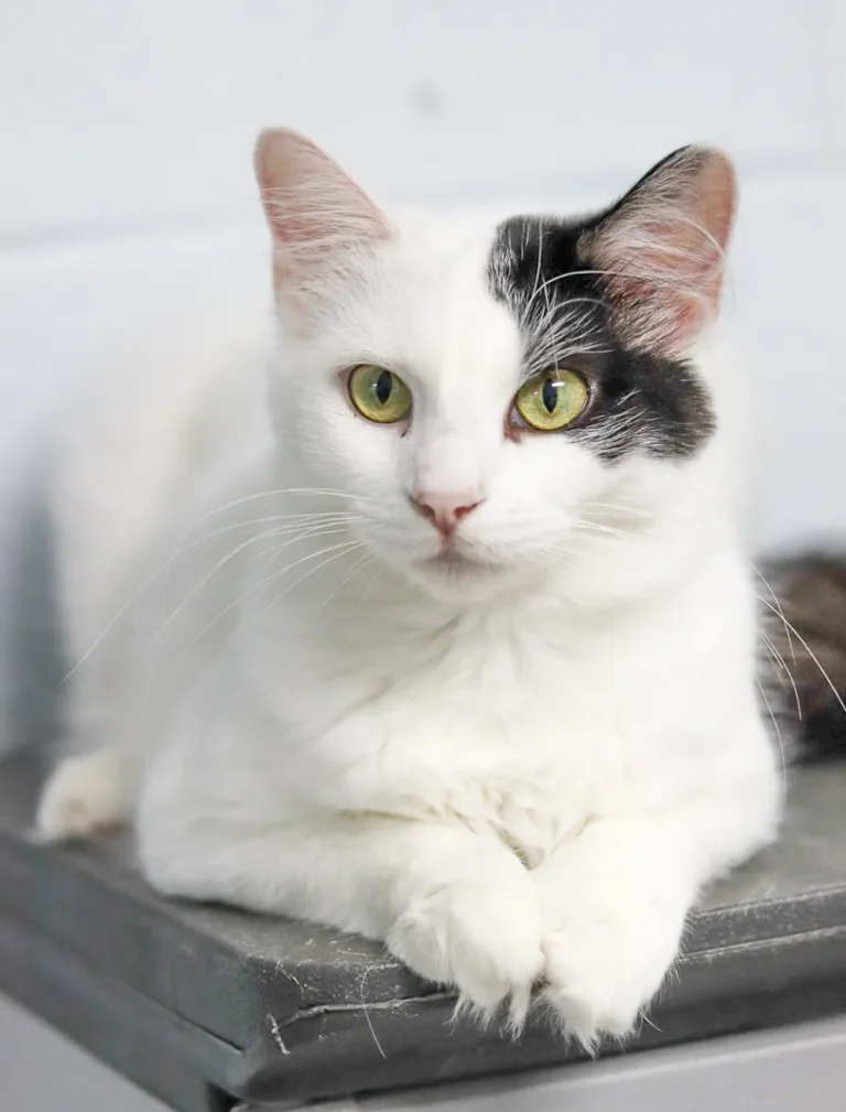 image of a CARA cat waiting to be adopted