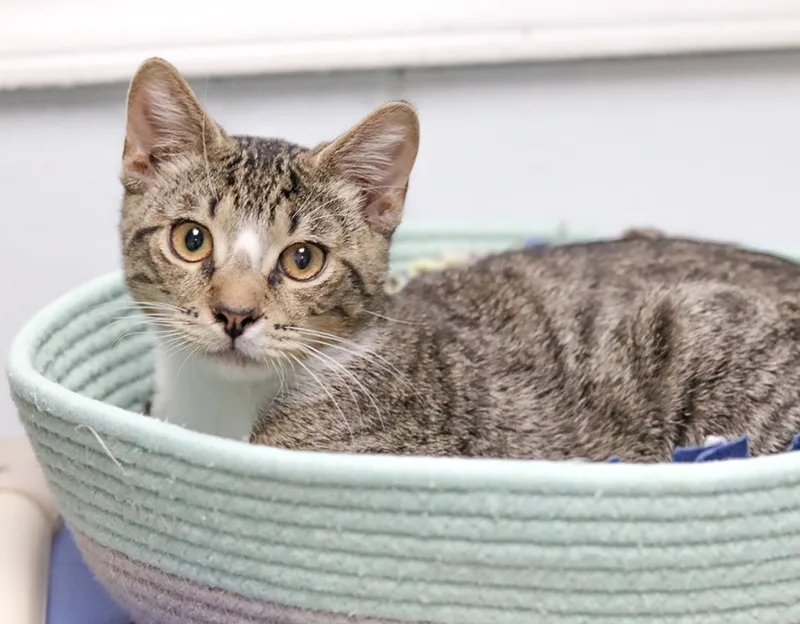 image of a CARA cat waiting to be adopted
