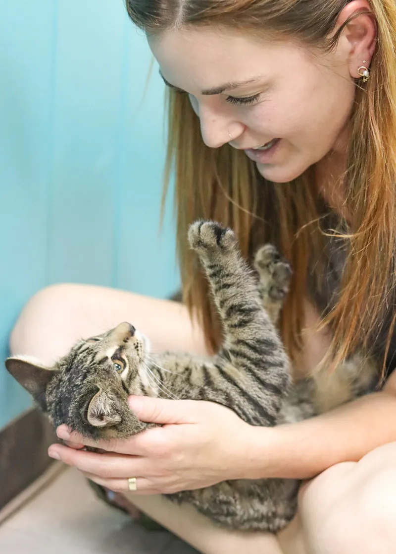 image of a CARA cat playing with a happy person
