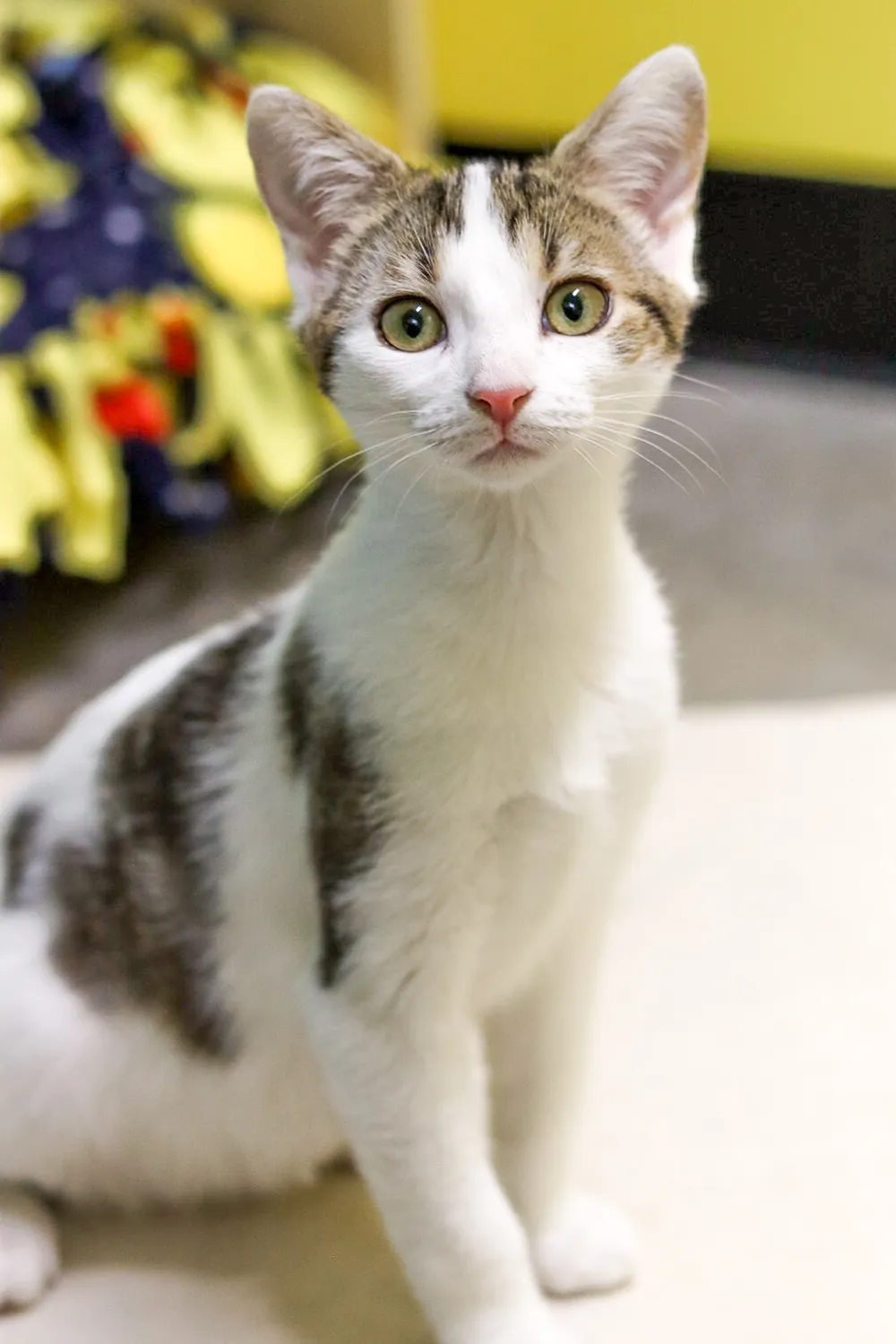 image of a CARA cat waiting to be adopted