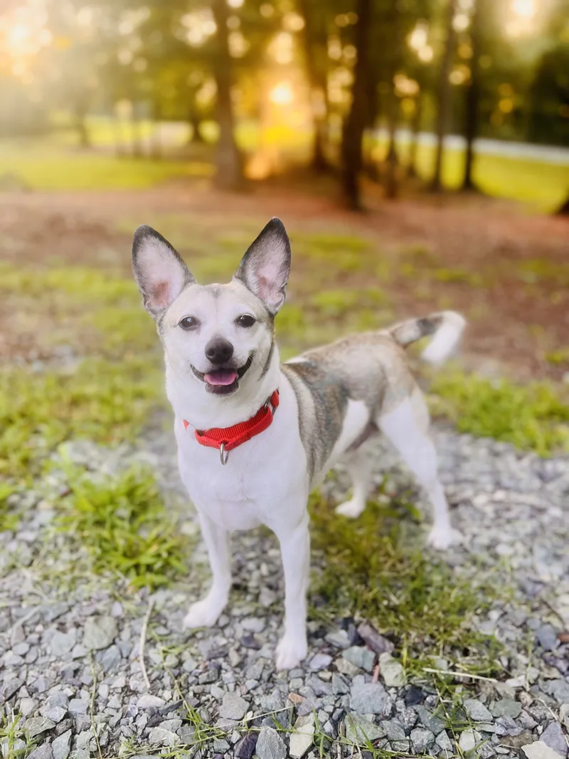 image of a CARA dog standing on gravel
