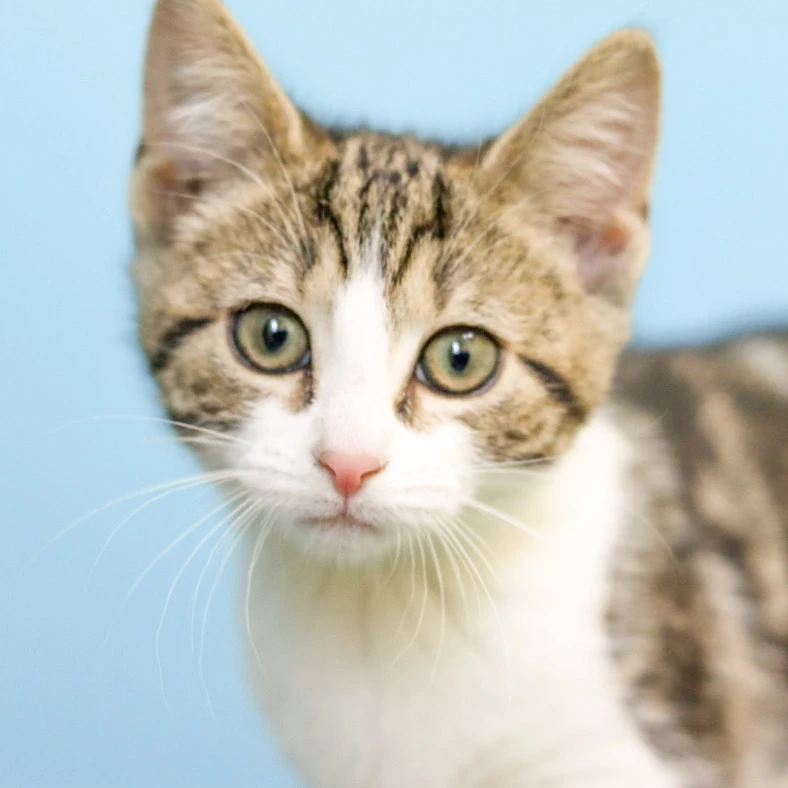 image of small kitten named Patty
