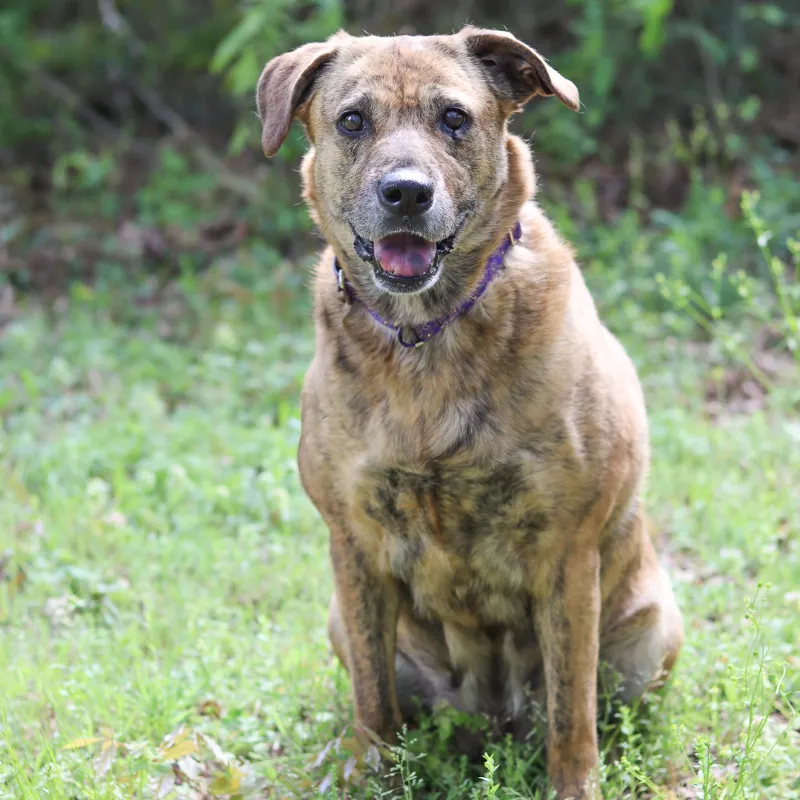 image of a dog sitting on grass