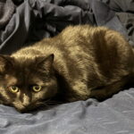 Flap Jack (In Foster) photo 2