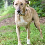 Mojo Jojo (Foster Animal) photo 3