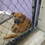 Bubba photo 7