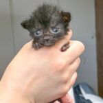 Nimbus (in foster) photo 4