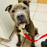 Doug (In Foster) photo 3