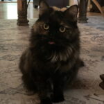 Destiny (in foster / schedule meeting) photo 1