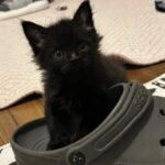 Puddle (In foster) photo 2
