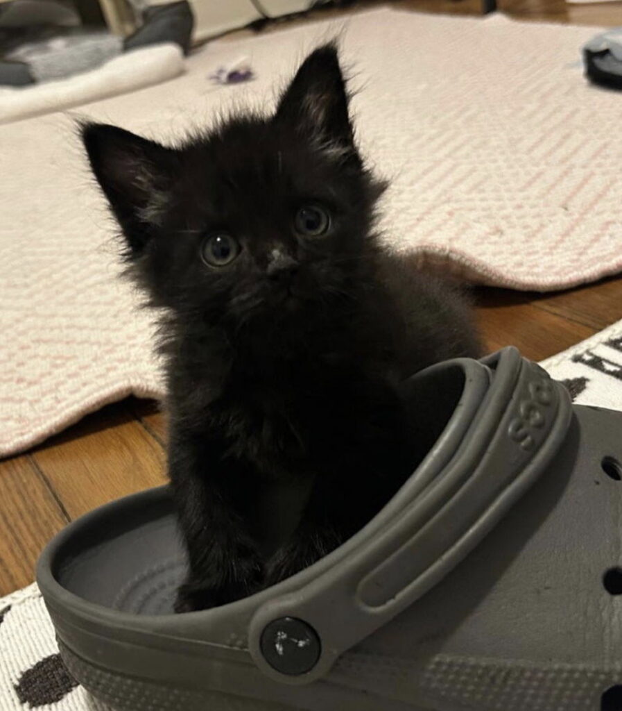 Puddle (In foster)