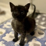Nimbus (in foster) photo 3