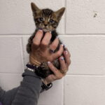 Tator Tot photo 3