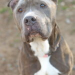 Doug (In Foster) photo 2