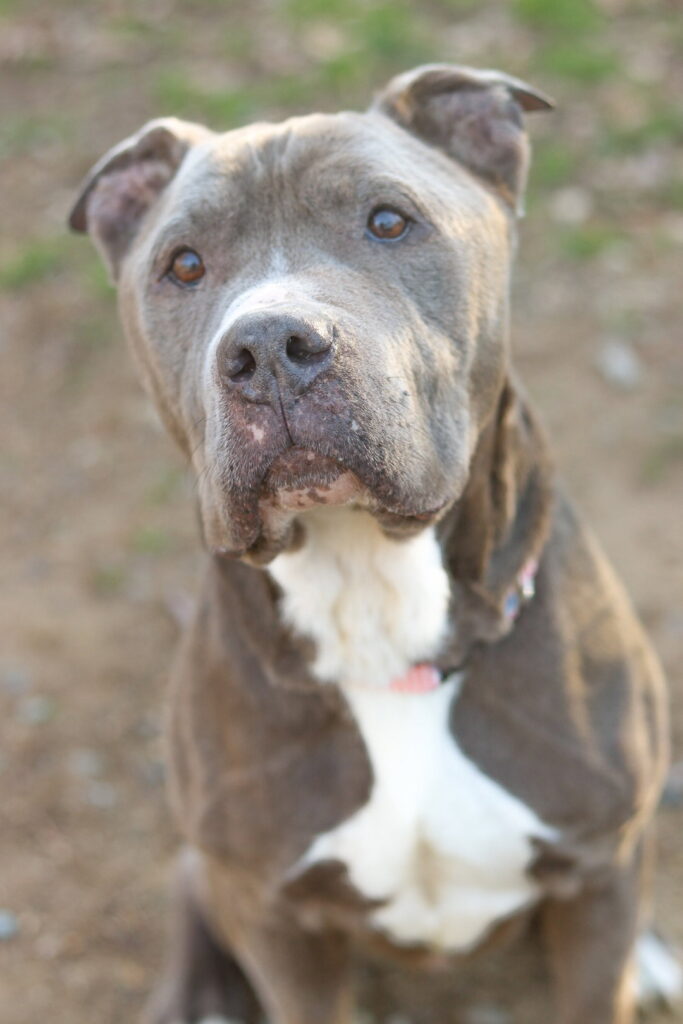 Doug (In Foster)