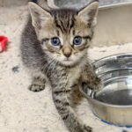 Tator Tot photo 1