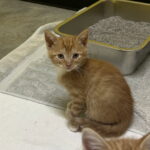 Shrimp photo 3