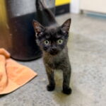 Nimbus (in foster) photo 1