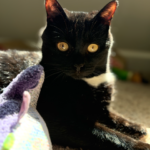 Nyx (In Foster) photo 4