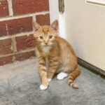 Shrimp photo 1