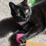 Nyx (In Foster) photo 2