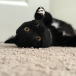 Nyx (In Foster) photo 3