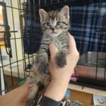 Eris (In Foster) photo 1