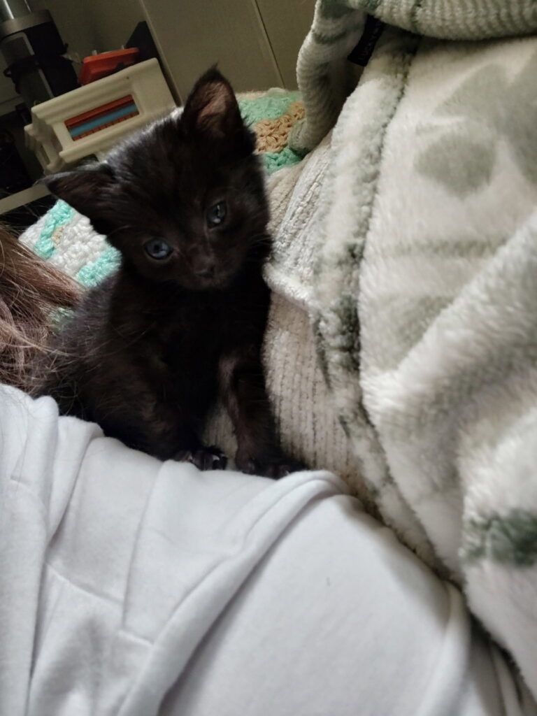 Emerie (In Foster)
