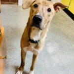 Mojo Jojo (Foster Animal) photo 9