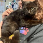 Flap Jack (In Foster) photo 5