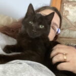 Flap Jack (In Foster) photo 4