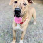 Mojo Jojo (Foster Animal) photo 6