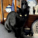 Flap Jack (In Foster) photo 3