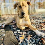 Mojo Jojo (Foster Animal) photo 4