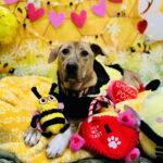 Mojo Jojo (Foster Animal) photo 5