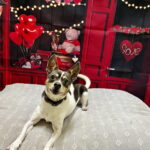 Mooshu (Please Read My Story) photo 4
