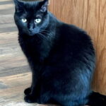 Flap Jack (In Foster) photo 3