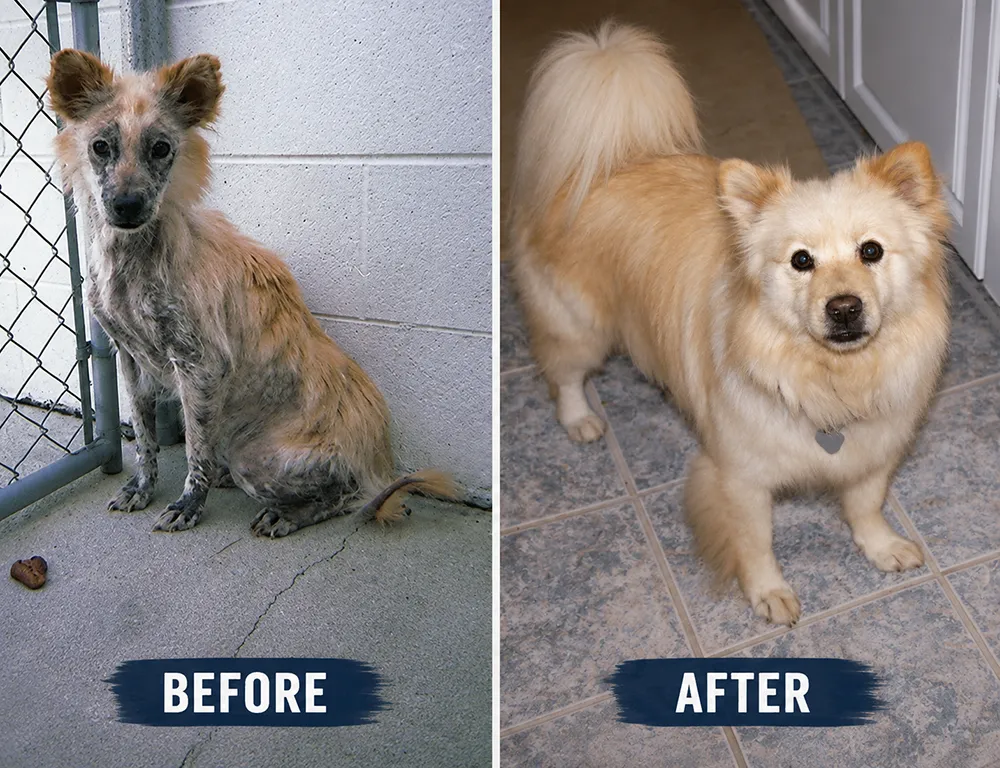 Before and after photos of Holly showing her transformation from a severely neglected rescue dog to a healthy, beloved family dog