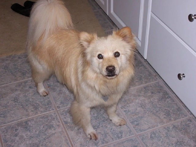 Holly after treatment and recovery, healthy and covered in a full coat of cream-colored fur
