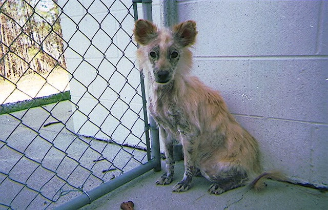 Holly shortly after rescue, severely underweight with extensive hair loss and skin problems