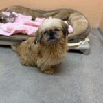 Tofu photo 2