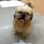 Tofu photo 1