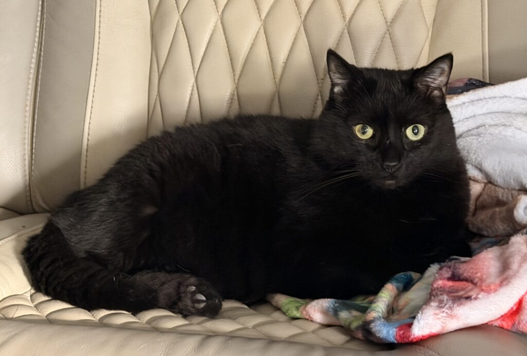 Flap Jack (In Foster)