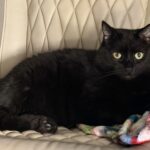 Flap Jack (In Foster) photo 1