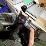 Katana (In Foster) photo 4