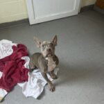 Poppyseed photo 2