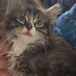 Tommy (In Foster) photo 4