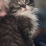 Tommy (In Foster) photo 3