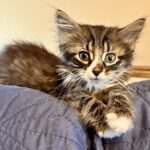 Tommy (In Foster) photo 1